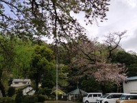 玄関付近の葉桜
