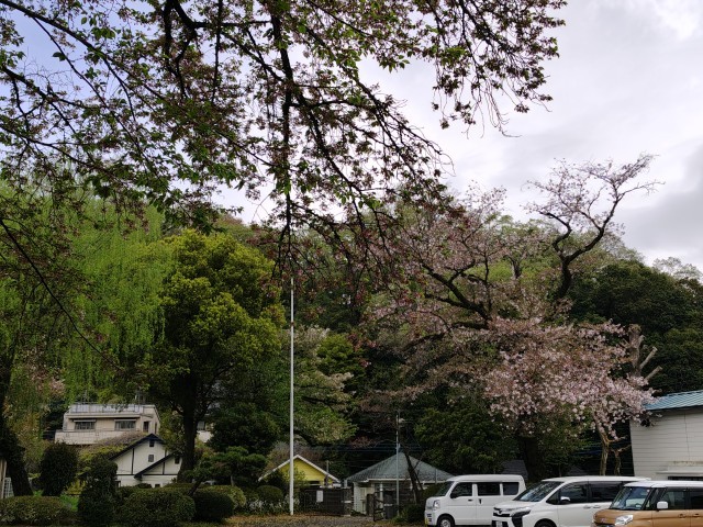 玄関付近の葉桜