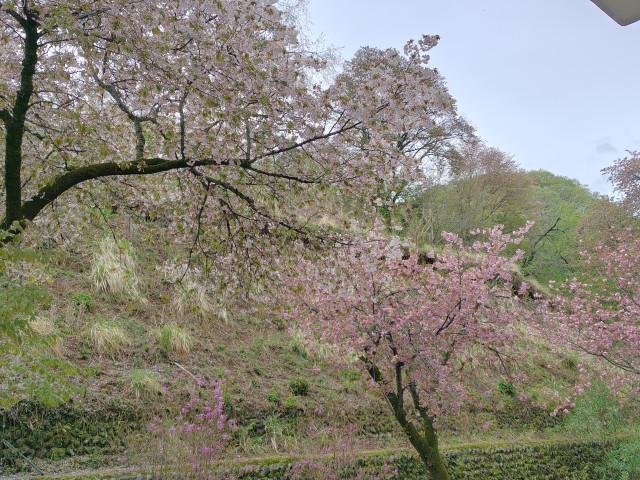 栗山側の八重桜