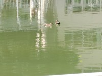 カルガモ
