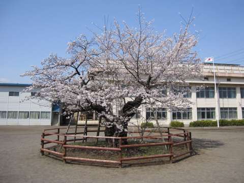 10桜1