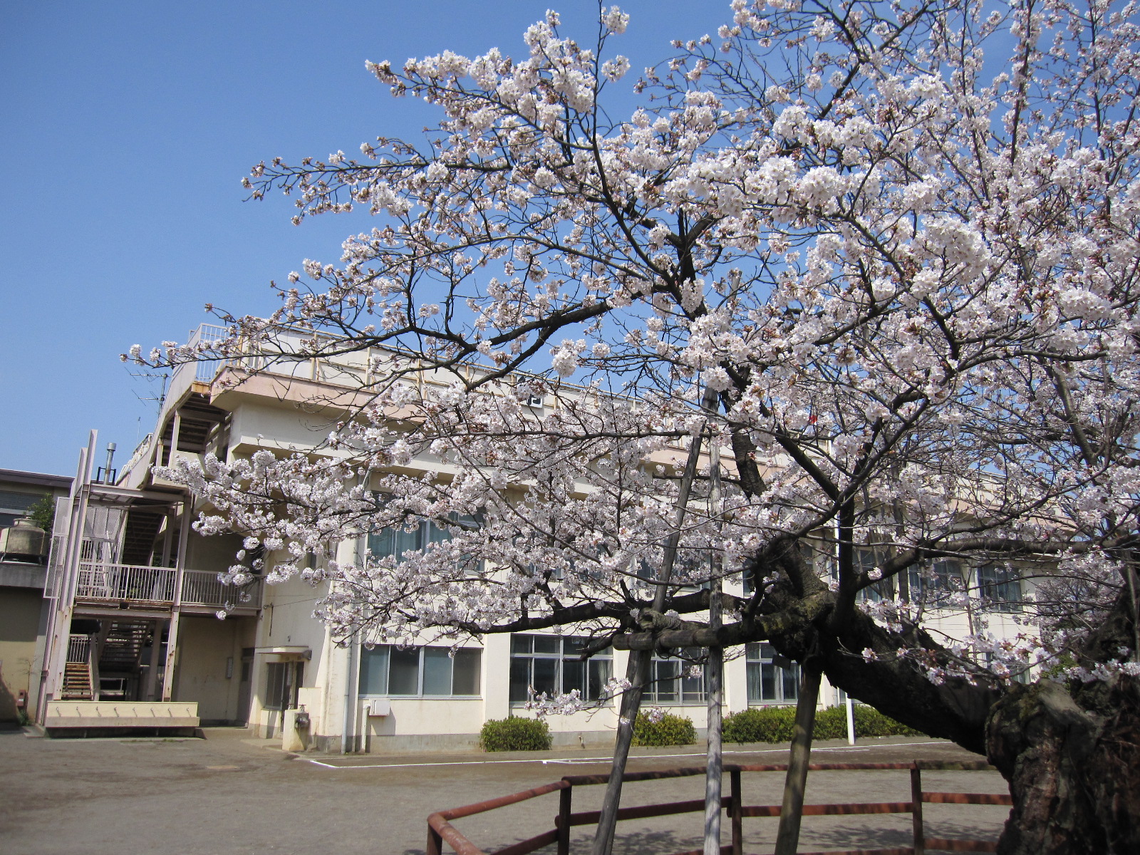 10桜2
