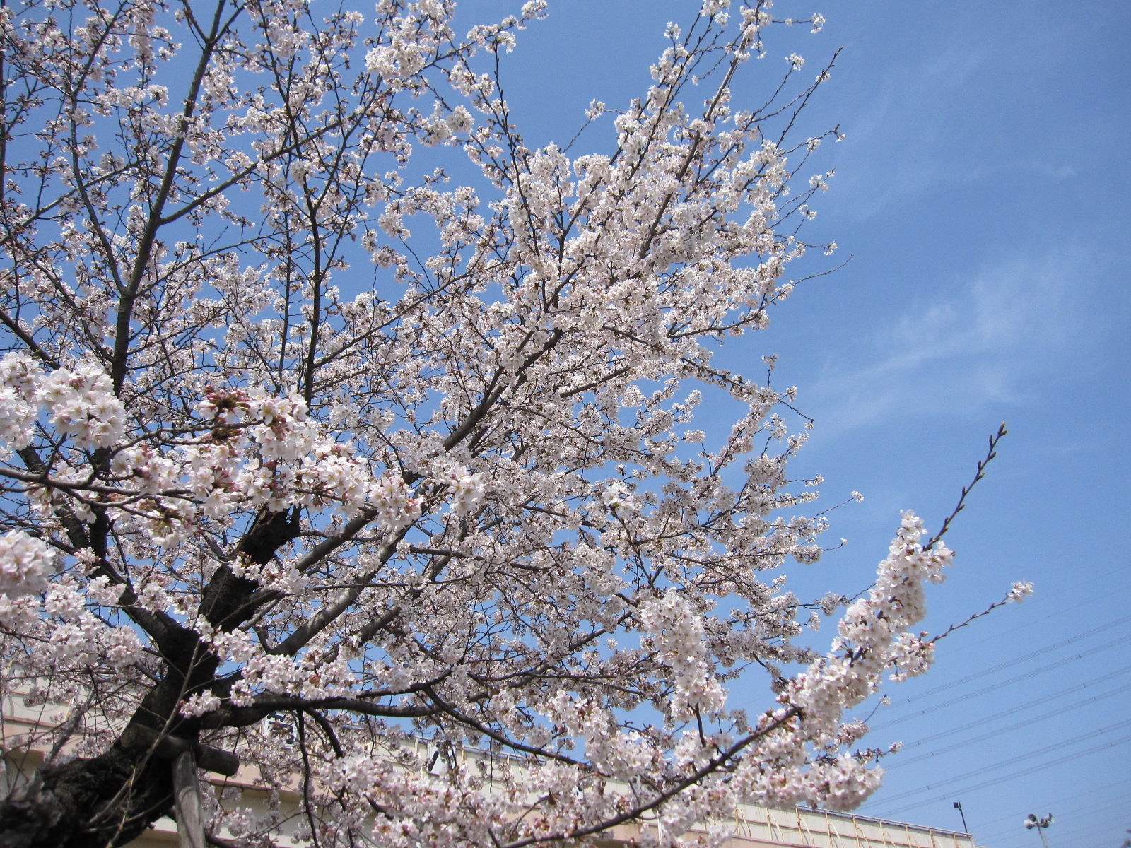 10桜3