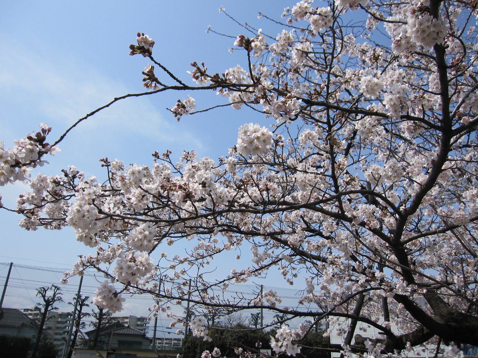 10桜4