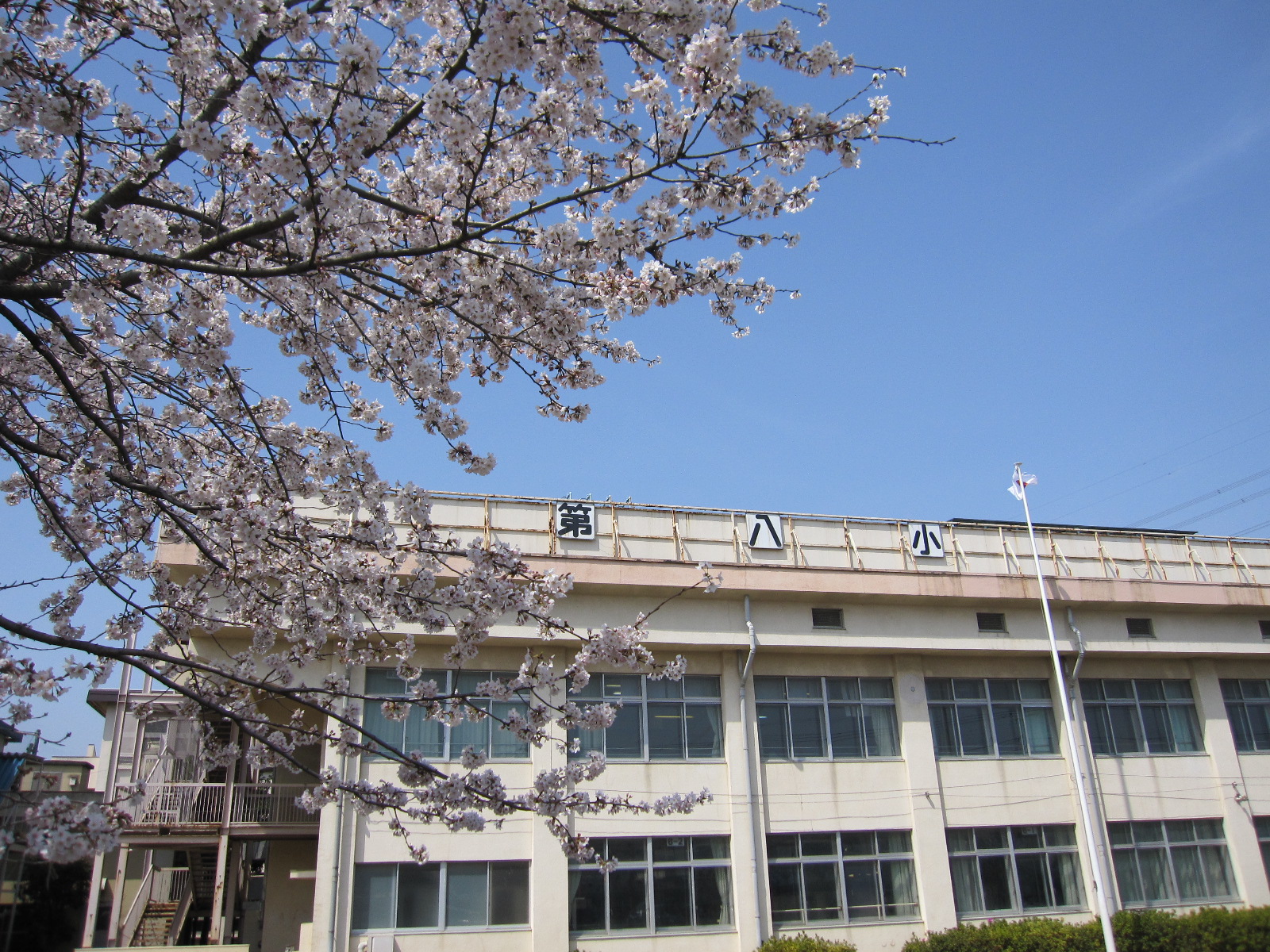 10桜5