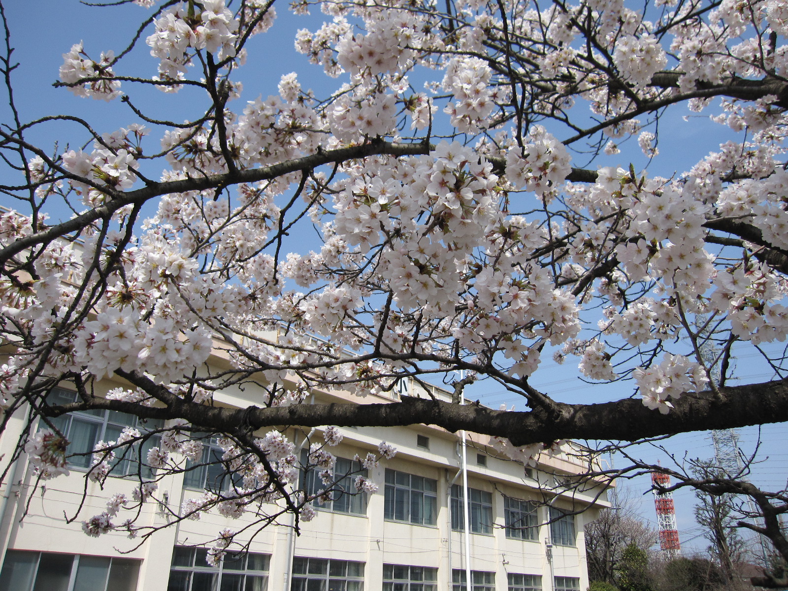 10桜6