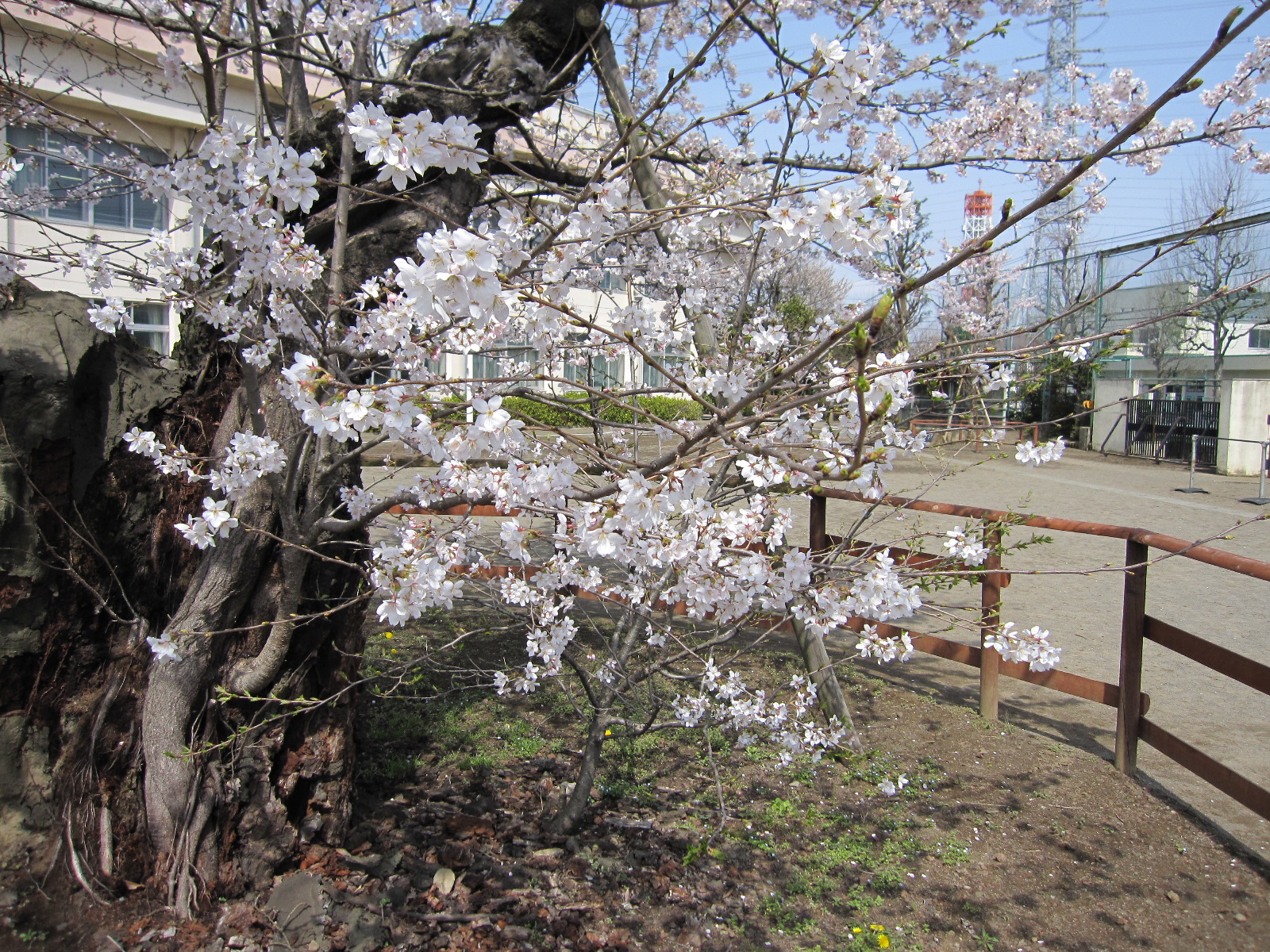 10桜7