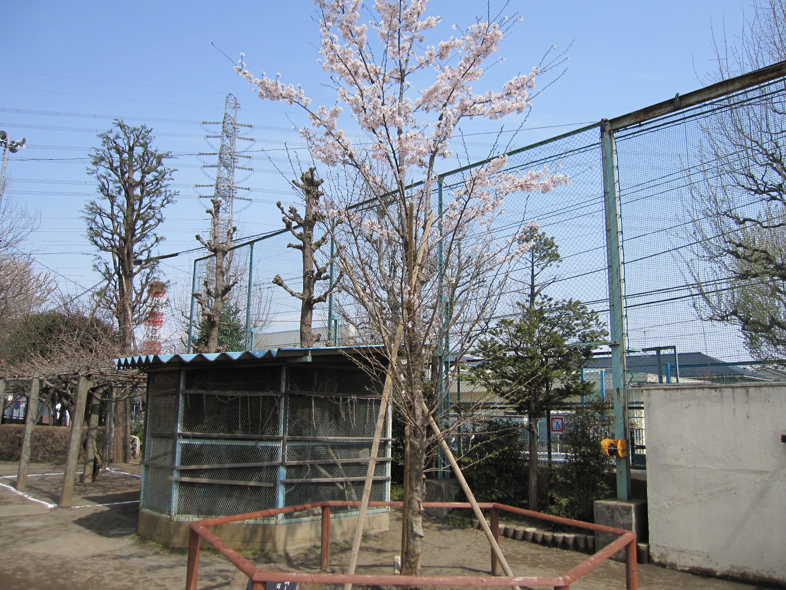 10桜8