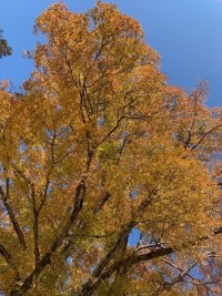 空いっぱいに枝を広げる大けやき