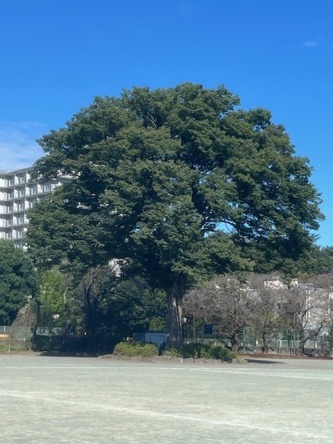 大けやき
