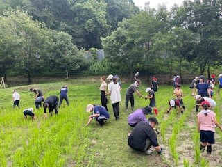 田んぼの草取り②　.jpeg