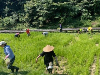 田んぼの草取り（７月末）②.jpeg