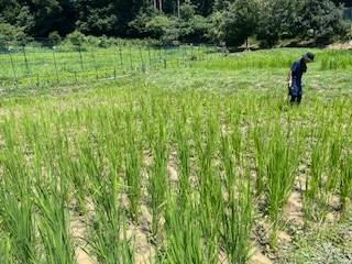 田んぼの草取り（７月末）③.jpeg