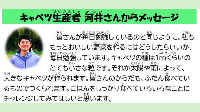 八王子産キャベツ