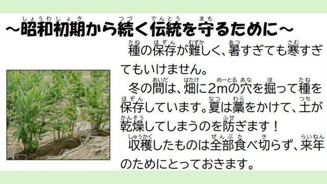 八王子ショウガ
