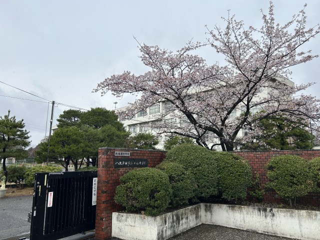 今日の桜