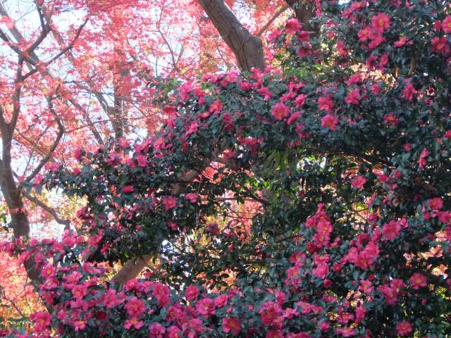 DSCF6453.JPG