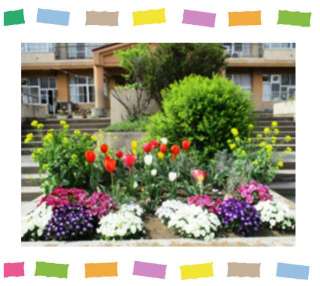 校庭の花