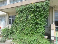 緑のカーテン