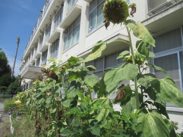 ひまわり