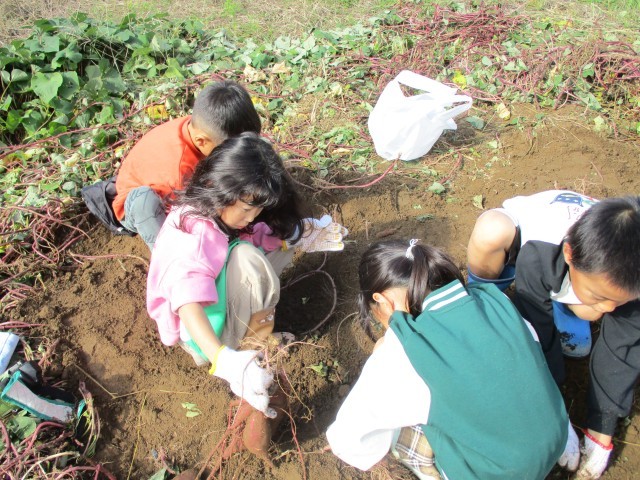 たくさんの芋がとれました！