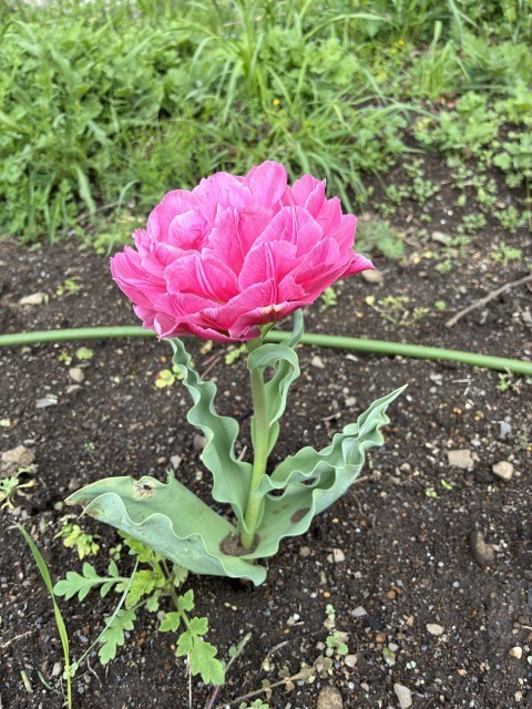 校庭の花壇のチューリップ