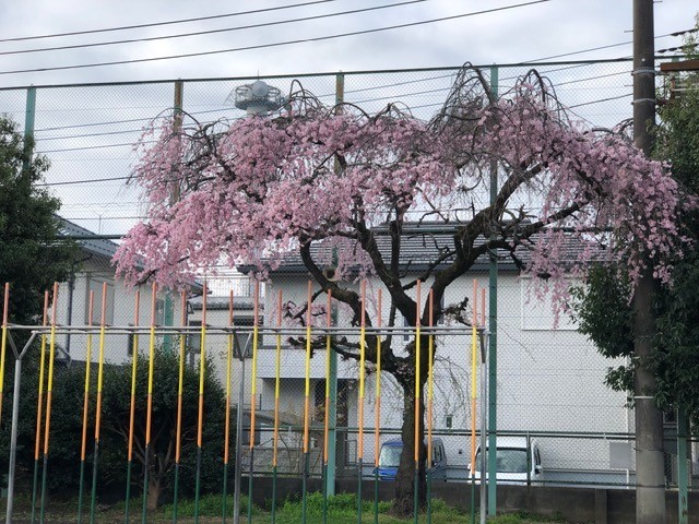 在りし日の枝垂れ桜