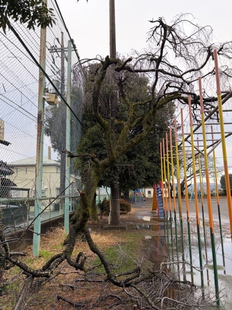 折れてしまった枝垂れ桜