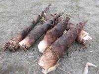 さんだの森のたけのこ