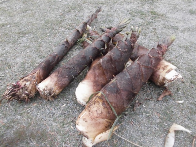 さんだの森のたけのこ