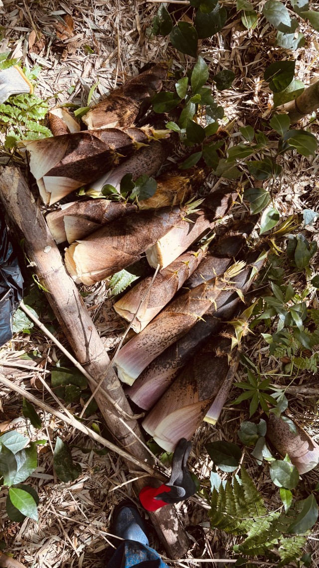 三宅島のたけのこ