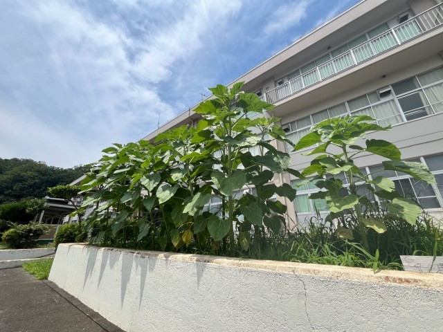 花壇