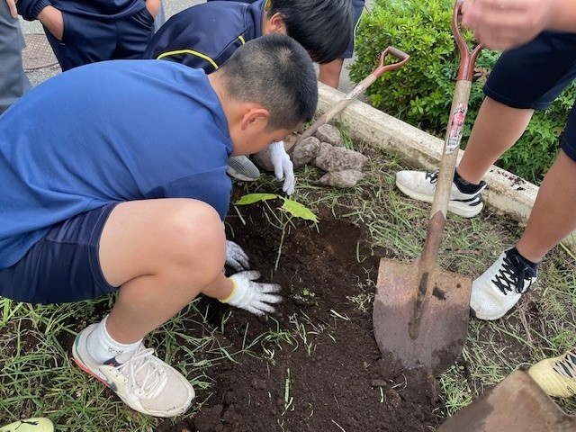 大切に優しく植えます