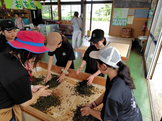 茶もみ体験